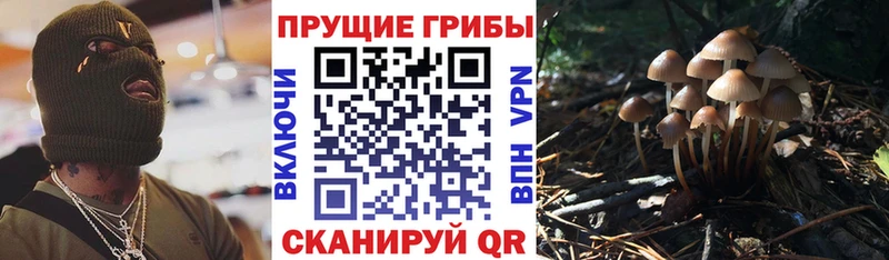 цены наркотик  Новочебоксарск  Псилоцибиновые грибы мицелий 